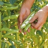 Broad Bean Seeds - Express