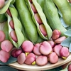 Broad Bean Seeds - Karmazyn