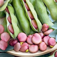 Broad Bean Seeds - Karmazyn