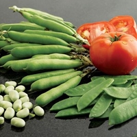 Broad Bean Seeds - Listra