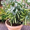 Broad Bean Seeds - Oscar