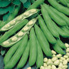 Broad Beans Statissa Seeds