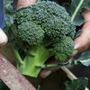 Broccoli Continuity Plant Collection - GI313