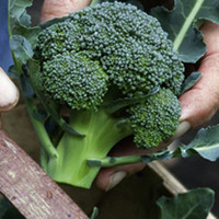 Broccoli Continuity Plant Collection