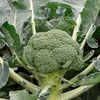 Broccoli Monclano