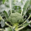 Broccoli Plants - Monclano