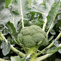 Broccoli Plants - Monclano