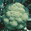 Broccoli Seeds - Continuity Duo Pack