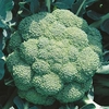 Broccoli Seeds - Marathon F1
