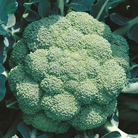 Broccoli Seeds - Marathon F1