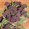 Broccoli Seeds - Purple Sprouting