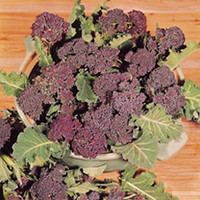Broccoli Seeds - Purple Sprouting