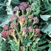 Broccoli Seeds - Purple Sprouting Continuity Mix