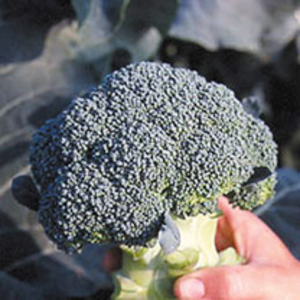 Broccoli Seeds - Typhoon