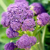 Broccoli Sprouting Continuity Collection - GN624