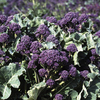 Broccoli Sprouting Continuity Plant Collection