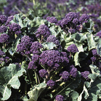 Broccoli Sprouting Continuity Plant Collection
