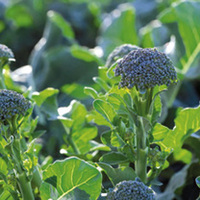 Broccoli (Sprouting) Plants - F1 Bellaverde Sibsey