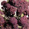 Broccoli Sprouting Seed - Duo Pack