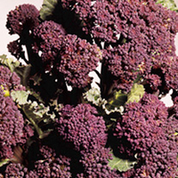 Broccoli Sprouting Seed - Duo Pack