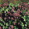 Broccoli (Sprouting) Seeds - Red Arrow