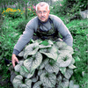 Brunnera Plant - Alexanders Great