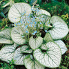 Brunnera Plant - Jack Frost