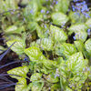 Brunnera Plant - Little Jack