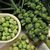 Brussels Sprout Cascade F1 Seeds