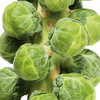 Brussels Sprout Continuity Plants Collection