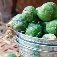 Brussels Sprout Plants - Crispus