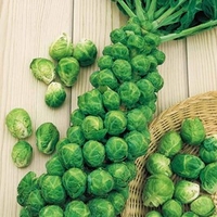Brussels Sprout Seeds - Bedford