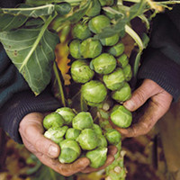 Brussels Sprout Seeds - Brigitte F1