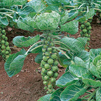 Brussels Sprout Seeds - Duo Pack