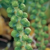 Brussels Sprout Seeds - Maximus F1