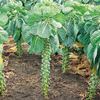 Brussels Sprout Seeds - Millennium F1