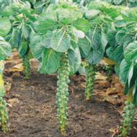 Brussels Sprout Seeds - Millennium F1