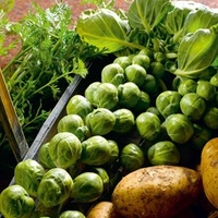 Brussels Sprout Seeds - Nelson F1
