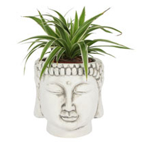 Buddha Head Planter