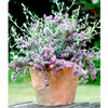 Buddleia alternifolia Plant - Unique