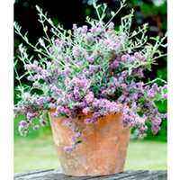 Buddleia alternifolia Plant - Unique