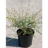 Buddleia alternifolia Plant