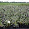 Buddleia dav. Plant - Blue Chip
