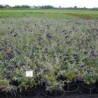 Buddleia dav. Plant - Blue Chip
