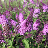 Buddleia davidii Plant - Lilac Chip