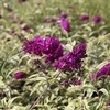 Buddleia davidii Plant - Masquerade