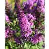 Buddleia davidii Plant - Peacock