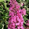 Buddleia davidii Plant - Pink Delight