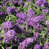 Buddleia davidii Plant - Purple Emperor
