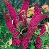 Buddleia davidii Plant - Royal Red